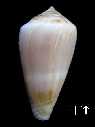 conferma Conus vayssierei